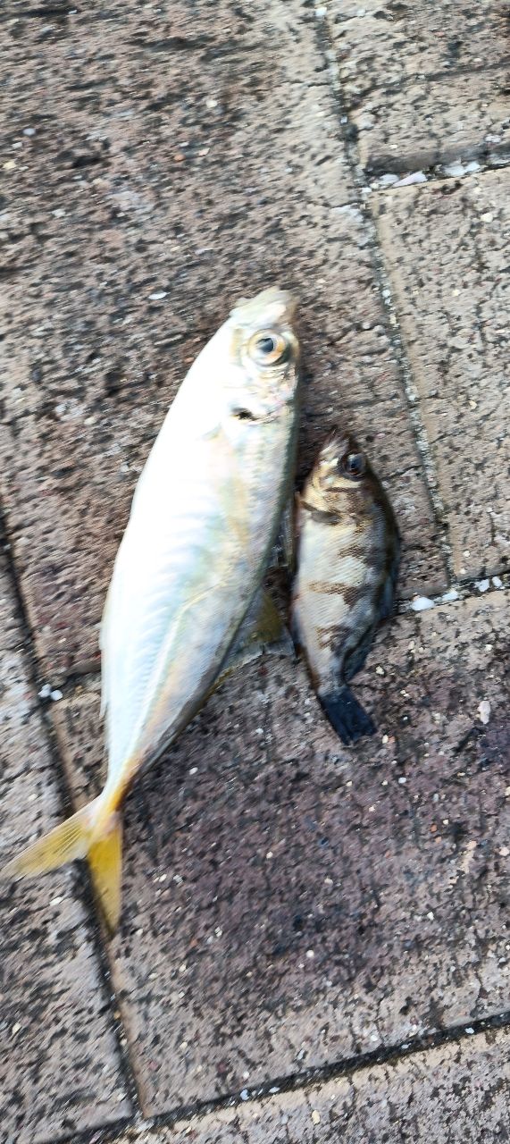 アジ