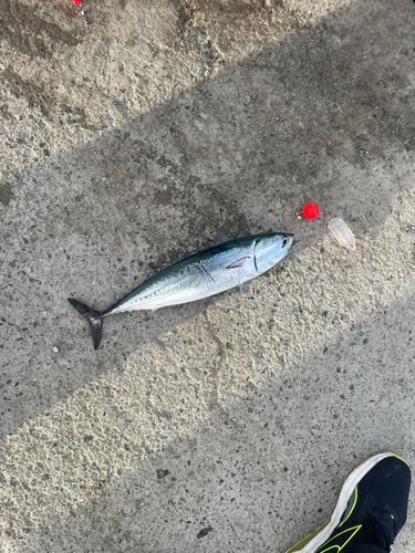 ソウダガツオの釣果