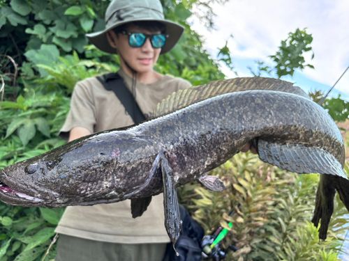 ライギョの釣果