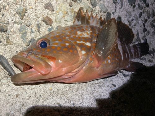アコウの釣果