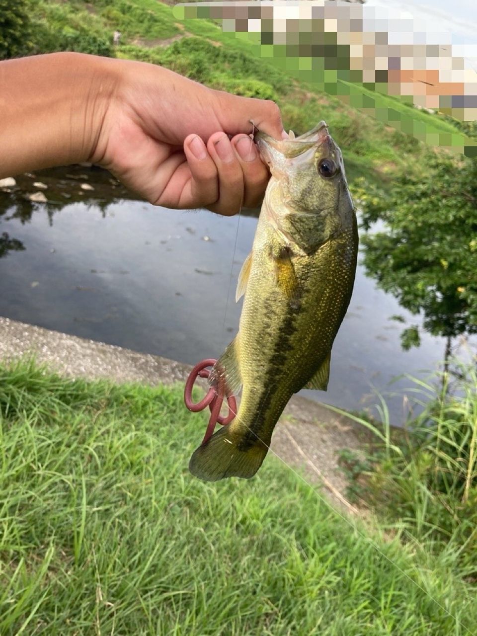 ラージマウスバス