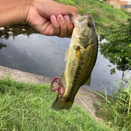 ラージマウスバス