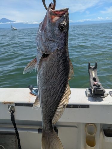 ニベの釣果