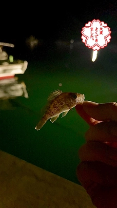メバルの釣果