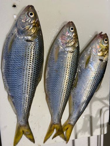 コノシロの釣果