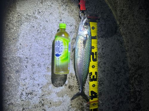 ゴマサバの釣果