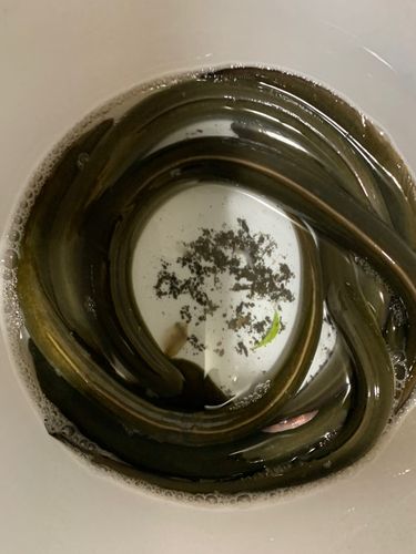 ウナギの釣果