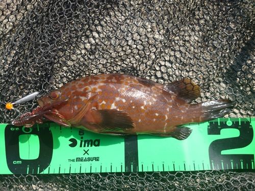 キジハタの釣果