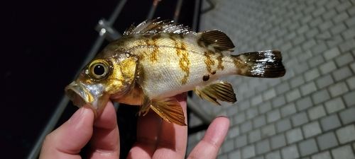 メバルの釣果