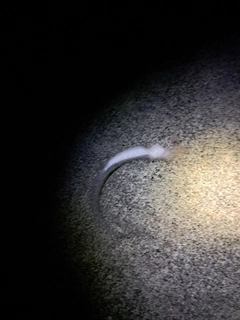 アナゴの釣果