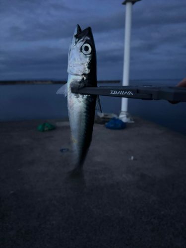 サバの釣果