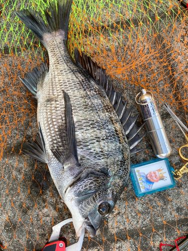 チヌの釣果