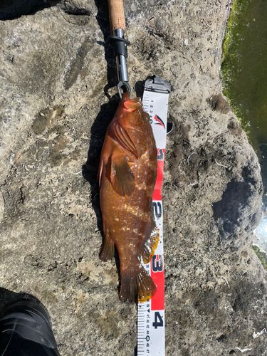 キジハタの釣果