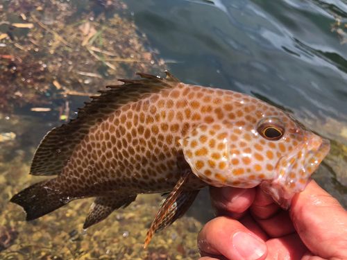 オオモンハタの釣果