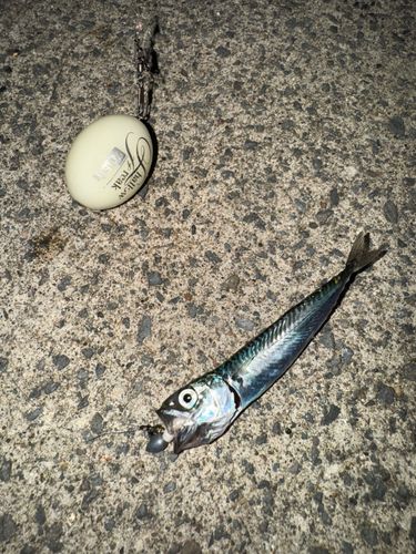 サバの釣果