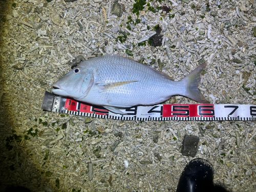 タマンの釣果