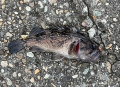 クロソイの釣果