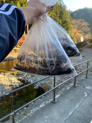 レインボートラウトの釣果