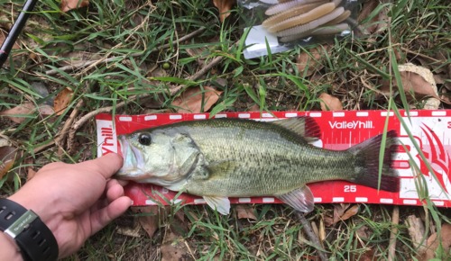 ブラックバスの釣果