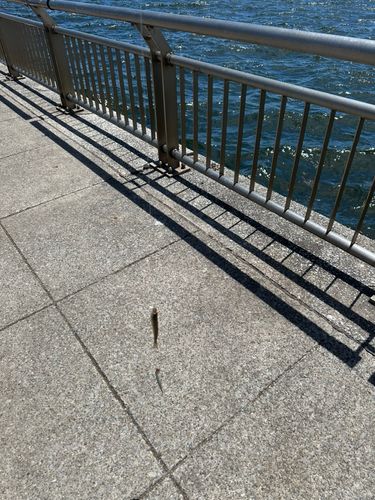キスの釣果