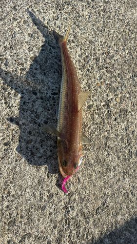 エソの釣果