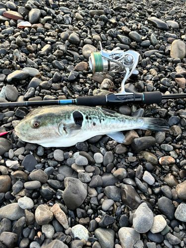 トラフグの釣果