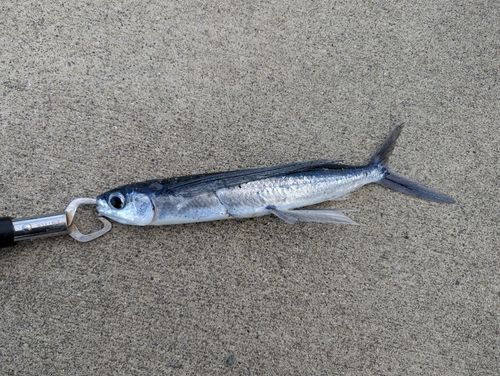 トビウオの釣果
