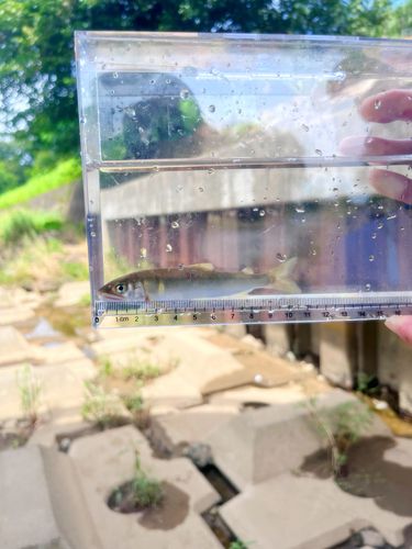 アユの釣果