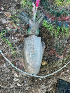 イカの釣果