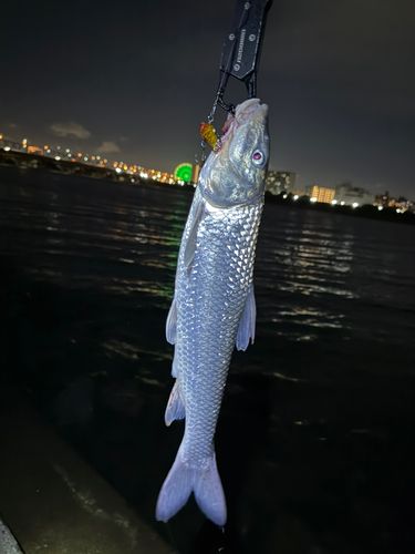 ニゴイの釣果