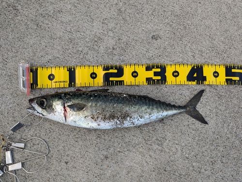 サバの釣果
