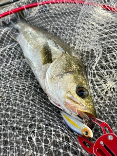 フッコ（マルスズキ）の釣果