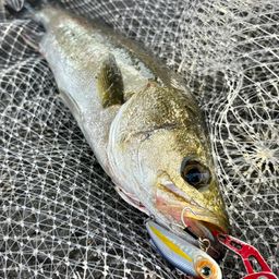 フッコ（マルスズキ）