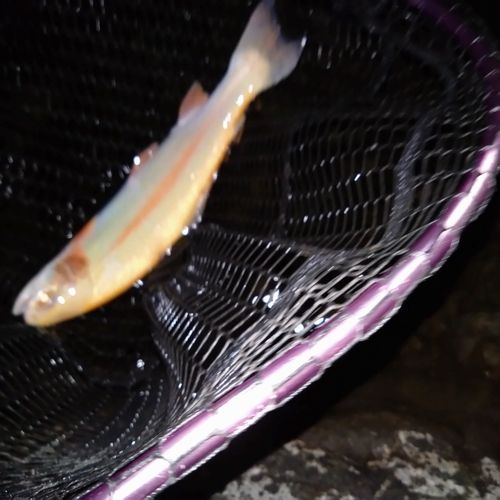 ニジマスの釣果