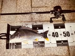 キビレの釣果