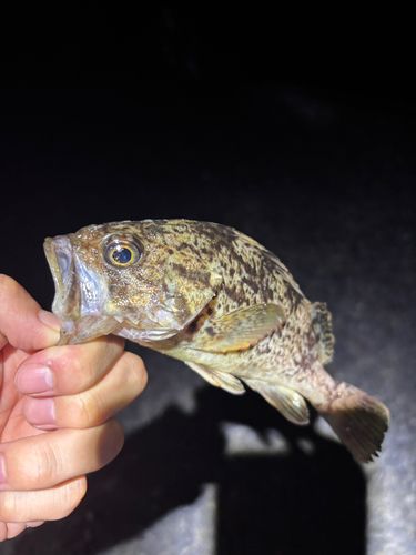 ムラソイの釣果