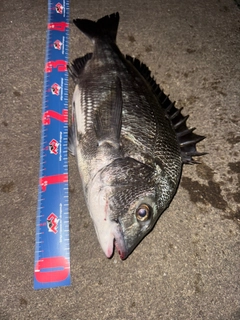 チヌの釣果