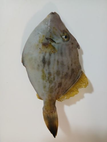 カワハギの釣果