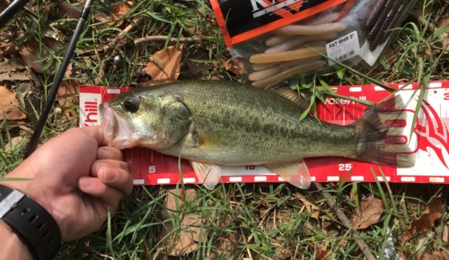 ブラックバスの釣果