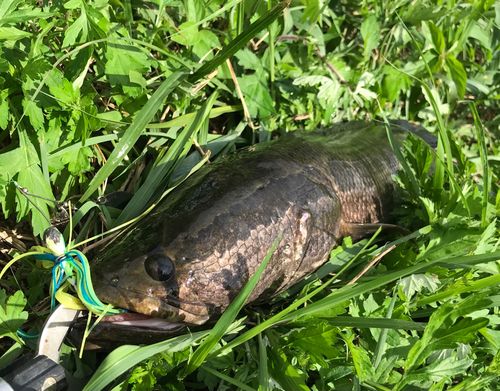 ライギョの釣果