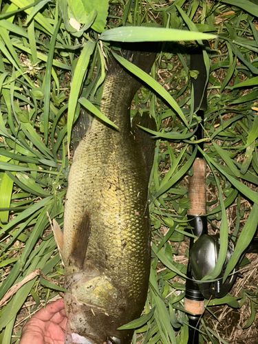 ブラックバスの釣果