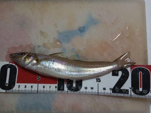 シロギスの釣果