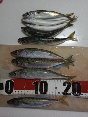 サバの釣果