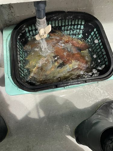 ケンサキイカの釣果