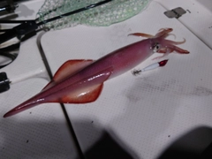 ケンサキイカの釣果