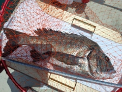 チヌの釣果