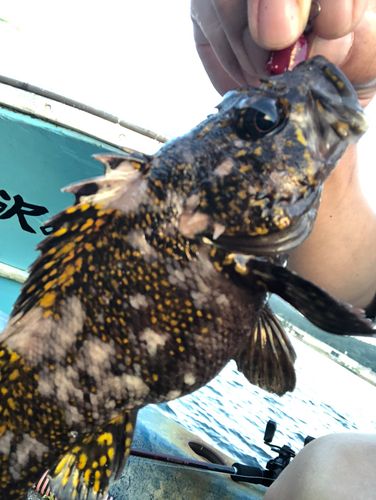 オウゴンムラソイの釣果