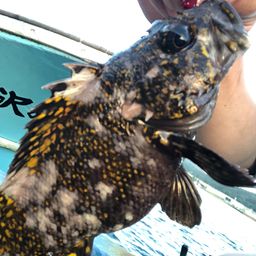 オウゴンムラソイ