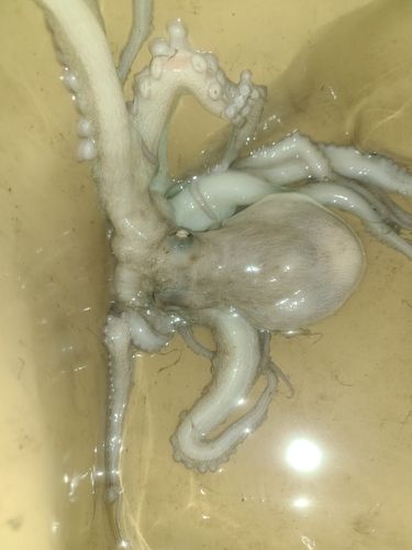 マダコの釣果