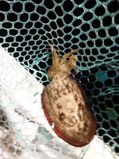 コウイカの釣果
